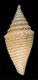 Click to see a larger version of this image (Conus gemmulatus  Sowerby, 1870 Primary Type Image)