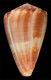 Click to see a larger version of this image (Conus gladiator  Broderip & Sowerby, 1833 Primary Type Image)