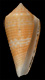 Click to see a larger version of this image (Conus grangeri  Sowerby iii, 1900 Primary Type Image)