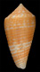 Click to see a larger version of this image (Conus grangeri  Sowerby iii, 1900 Primary Type Image)