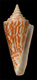 Click to see a larger version of this image (Conus gradatus  Reeve, 1843 Primary Type Image)