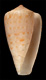 Click to see a larger version of this image (Conus infrenatus  Reeve, 1848 Primary Type Image)