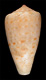 Click to see a larger version of this image (Conus infrenatus  Reeve, 1848 Primary Type Image)