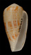 Click to see a larger version of this image (Conus lautus  Reeve, 1844 Primary Type Image)