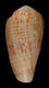 Click to see a larger version of this image (Conus lautus  Reeve, 1844 Primary Type Image)