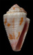 Click to see a larger version of this image (Conus liratus  Reeve, 1844 Primary Type Image)