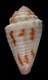 Click to see a larger version of this image (Conus liratus  Reeve, 1844 Primary Type Image)