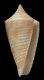 Click to see a larger version of this image (Conus lizardensis  Crosse, 1865 Primary Type Image)