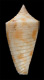 Click to see a larger version of this image (Conus lizardensis  Crosse, 1865 Primary Type Image)