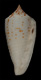 Click to see a larger version of this image (Conus lovellreevei  Raybaudi, 1993 Primary Type Image)