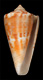 Click to see a larger version of this image (Conus luctificus  Reeve, 1848 Primary Type Image)