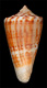 Click to see a larger version of this image (Conus luctificus  Reeve, 1848 Primary Type Image)