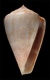 Click to see a larger version of this image (Conus luridus  A. Adams, 1854 Primary Type Image)