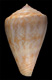 Click to see a larger version of this image (Conus luridus  A. Adams, 1854 Primary Type Image)