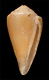 Click to see a larger version of this image (Conus martensi  Smith, 1884 Primary Type Image)