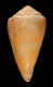 Click to see a larger version of this image (Conus martensi  Smith, 1884 Primary Type Image)