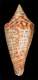 Click to see a larger version of this image (Conus monilifer  Broderip & Sowerby, 1833 Primary Type Image)