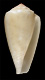 Click to see a larger version of this image (Conus moussoni  Crosse, 1865 Primary Type Image)