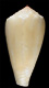 Click to see a larger version of this image (Conus moussoni  Crosse, 1865 Primary Type Image)