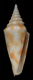 Click to see a larger version of this image (Conus milesi  Smith, 1887 Primary Type Image)