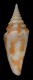 Click to see a larger version of this image (Conus milesi  Smith, 1887 Primary Type Image)