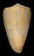 Click to see a larger version of this image (Conus mirmillo  Crosse, 1865 Primary Type Image)