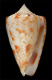 Click to see a larger version of this image (Conus (Chelyconus) masoni  Nevill & Nevill, 1874 Primary Type Image)