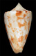 Click to see a larger version of this image (Conus (Chelyconus) masoni  Nevill & Nevill, 1874 Primary Type Image)