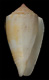 Click to see a larger version of this image (Conus meleus  Sowerby iii, 1913 Primary Type Image)