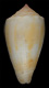 Click to see a larger version of this image (Conus meleus  Sowerby iii, 1913 Primary Type Image)