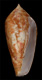 Click to see a larger version of this image (Conus macei  Crosse, 1865 Primary Type Image)