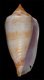 Click to see a larger version of this image (Conus mulderi  Fulton, 1936 Primary Type Image)