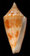 Click to see a larger version of this image (Conus moylani  Delsaerdt, 2000 Primary Type Image)