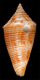 Click to see a larger version of this image (Conus moylani  Delsaerdt, 2000 Primary Type Image)