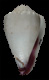 Click to see a larger version of this image (Conus nanus  Sowerby ii, 1833 Primary Type Image)