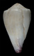 Click to see a larger version of this image (Conus nanus  Sowerby ii, 1833 Primary Type Image)