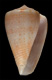 Click to see a larger version of this image (Conus neglectus  A. Adams, 1854 Primary Type Image)