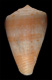 Click to see a larger version of this image (Conus neglectus  A. Adams, 1854 Primary Type Image)