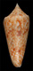 Click to see a larger version of this image (Conus neptunus  Reeve, 1843 Primary Type Image)