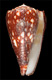 Click to see a larger version of this image (Conus nigrescens  Sowerby ii, 1859 Primary Type Image)