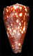 Click to see a larger version of this image (Conus nigrescens  Sowerby ii, 1859  Image)