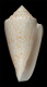 Click to see a larger version of this image (Conus nodulosus  Sowerby ii, 1864 Primary Type Image)