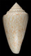 Click to see a larger version of this image (Conus nodulosus  Sowerby ii, 1864 Primary Type Image)