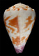 Click to see a larger version of this image (Conus nux  Broderip & Sowerby, 1833 Primary Type Image)