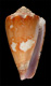 Click to see a larger version of this image (Conus optimus  Sowerby iii, 1913 Primary Type Image)