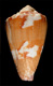 Click to see a larger version of this image (Conus optimus  Sowerby iii, 1913 Primary Type Image)