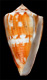 Click to see a larger version of this image (Conus orion  Broderip & Sowerby, 1833 Primary Type Image)