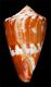 Click to see a larger version of this image (Conus orion  Broderip & Sowerby, 1833 Primary Type Image)