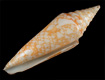 Click to see a larger version of this image (Conus (Cylinder) clytospira  Melvill and Standen, 1899 Primary Type Image)