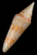 Click to see a larger version of this image (Conus (Cylinder) clytospira  Melvill and Standen, 1899 Primary Type Image)